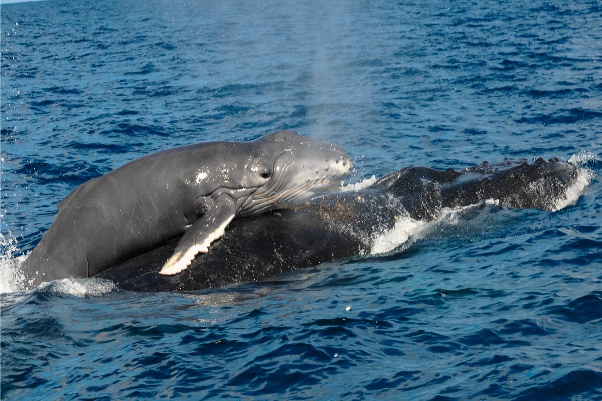 🔜The 2nd cotutelle thesis between Paris-Saclay University &amp; Antananarivo University on mother-calf interactions in humpback whales coming soon !!🐋🐳

<a href="/RMaevatiana/">Dr. Maevatiana Ratsimbazafindranahaka</a> 

#PhD #marinebiology #scientificresearch #marinemammals #humpbackwhales