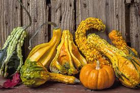 facetedcarapace's tweet photo. The problem with kids these days is a lack of interest in gourds https://t.co/CESnqY2ZfA