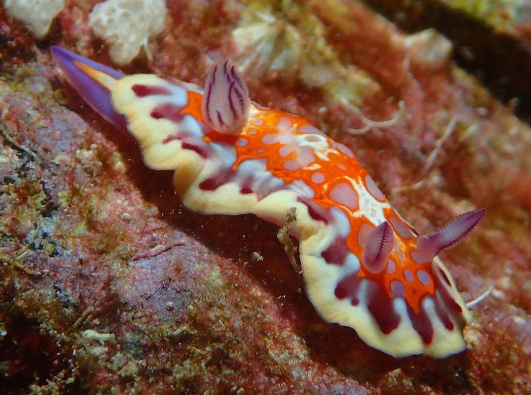 Happy International Sea Slug Day! 🐌🌊 These colourful underwater critters may look like snails without shells, but they are gastropod molluscs. Sea slugs come in all shapes and sizes, with over 3,000 species worldwide. Many can be found right here! #InternationalSeaSlugDay