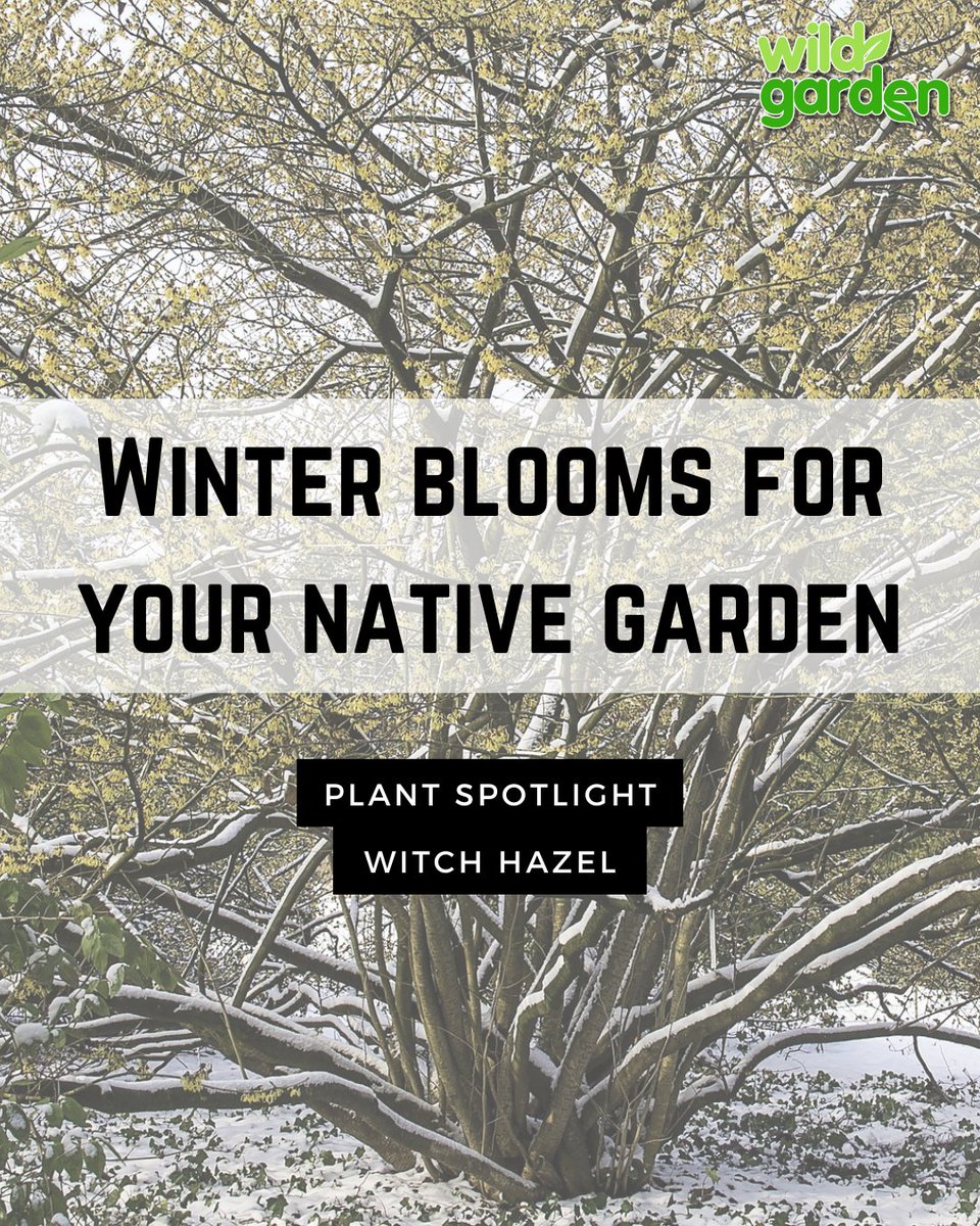 WildGardenEarth's tweet photo. In today's plant spotlight: Witch Hazel!

#nature #garden  #rewilding #backyardbiodiversity #wildgarden https://t.co/dRhR8aMW8Q