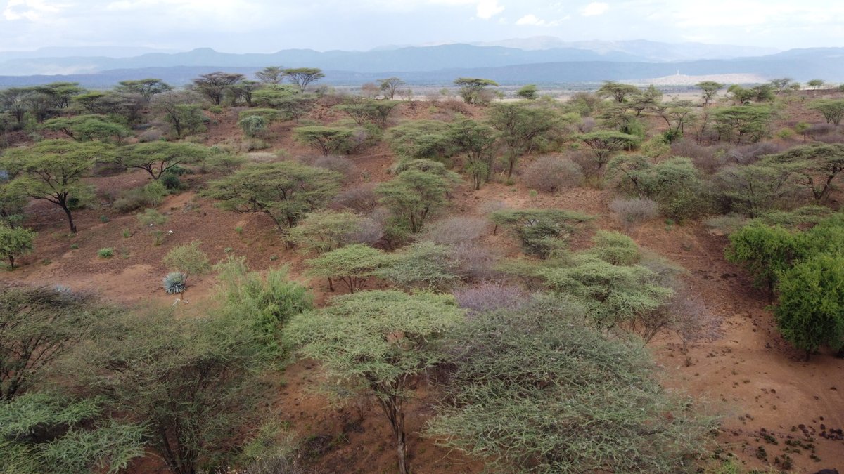 Participatory Rangeland Management (PRM) by <a href="/ILRI/">ILRI.org</a> is now a key component of Baringo County's Integrated Development Plan! An important step by <a href="/CGIAR/">CGIAR</a> #LivestockClimateInitiative in building climate resilience &amp; sustainable land management. Read more here: cgiar.org/news-events/ne…