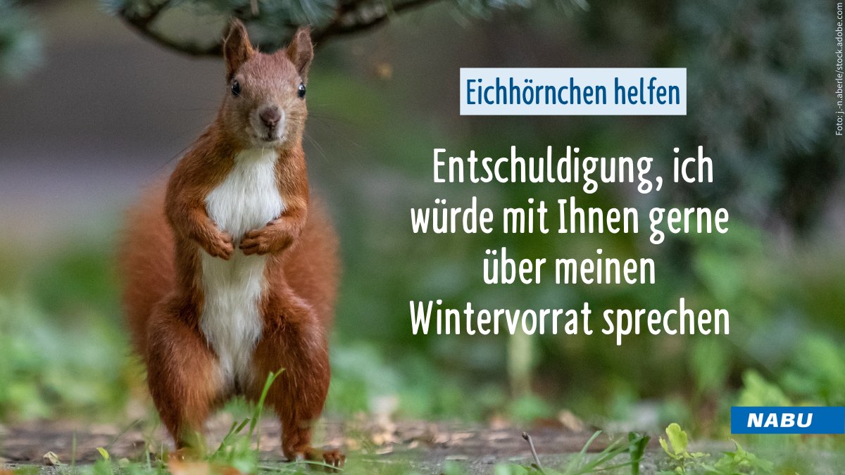 Sie sind aktuell nicht zu übersehen, wenn sie flink und geschäftig auf Bäumen herumwuseln. #Eichhörnchen bereiten sich nämlich gerade auf ihre  Winterruhe vor. Wir haben Tipps parat, wie ihr die Tiere mit dem Wintervorrat unterstützen könnt. niedersachsen.nabu.de/tier.../saeuge…