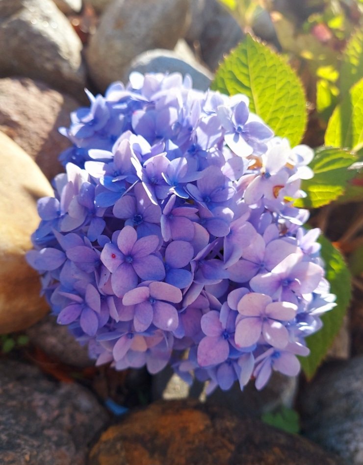 OnlyAlmasa's tweet photo. 🪻🍃💜📸 https://t.co/bfHVgkL7Xm
