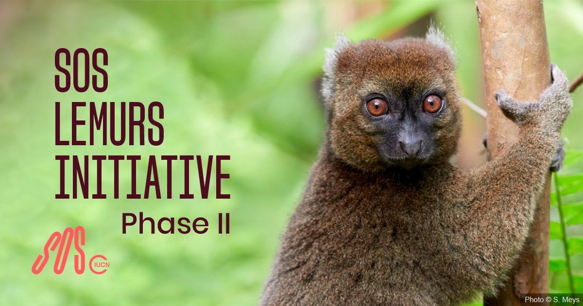 IUCNsos's tweet photo. This World Lemur Day, we are proud to announce that our #SOSLemurs initiative will continue until 2029 thanks to a 9.5 Million CHF extension, in an effort to protect one of the most threatened mammal groups on Earth.
https://t.co/GN757LCQYY
#KeepNatureStanding https://t.co/wJlWl6Sg7e
