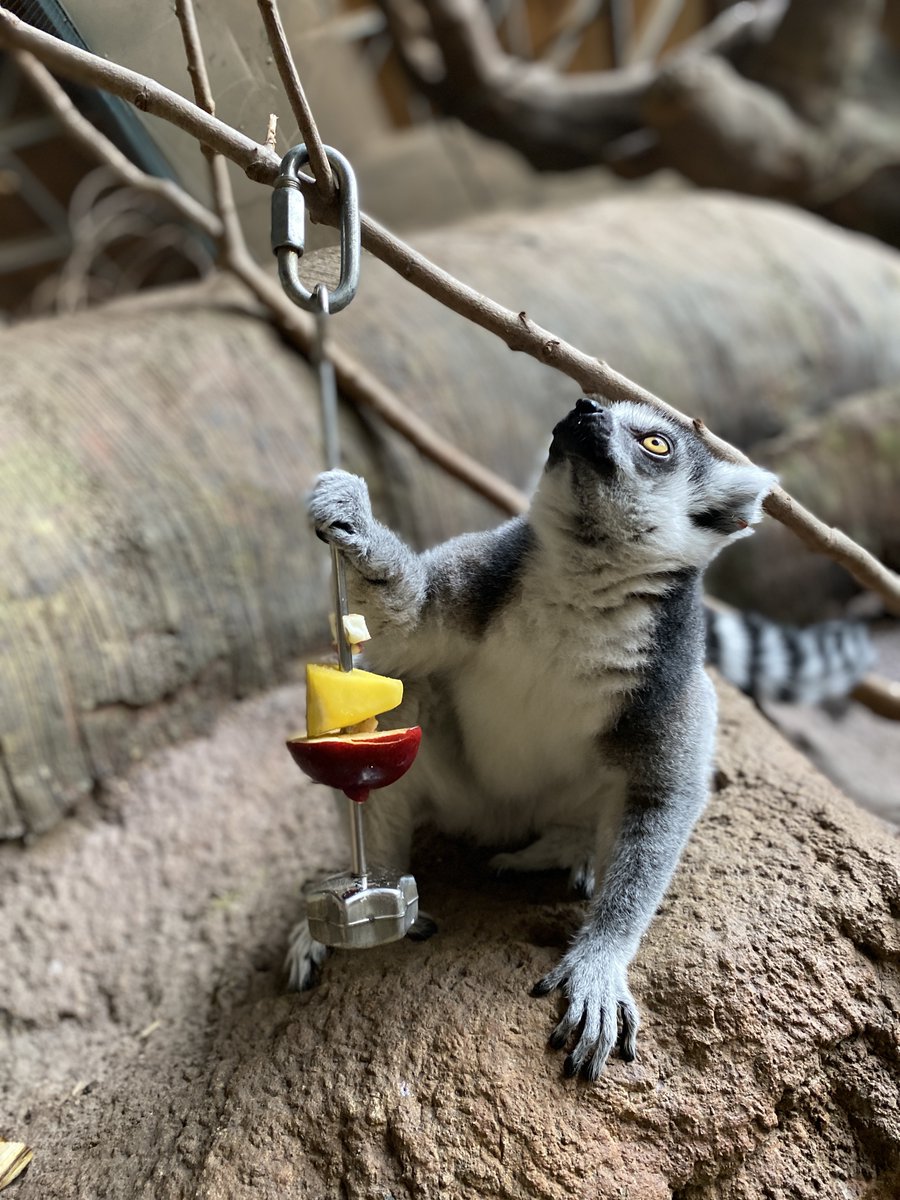 TZWConservancy's tweet photo. Happy #WorldLemurDay 🐒
Join us in celebrating our furry little friends by adopting a @TheTorontoZoo ring-tailed lemur! For more info or to adopt: https://t.co/dd0Gavwli9 🥭 #WorldLemurWeek https://t.co/BlQdPKbCuP