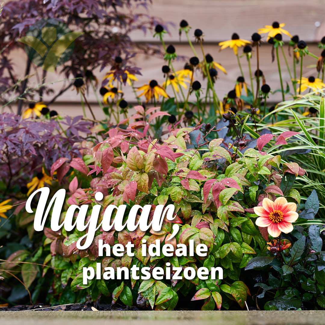 Terwijl de bladeren buiten langzaam verkleuren, is dit dé perfecte tijd om te gaan planten. Kom dit weekend langs en bekijk onze openingstijden per vestiging op: groenrijk.nl/vestigingen

#najaar #herfst #herfstbloei #plantseizoen #buitenplanten #GroenRijk