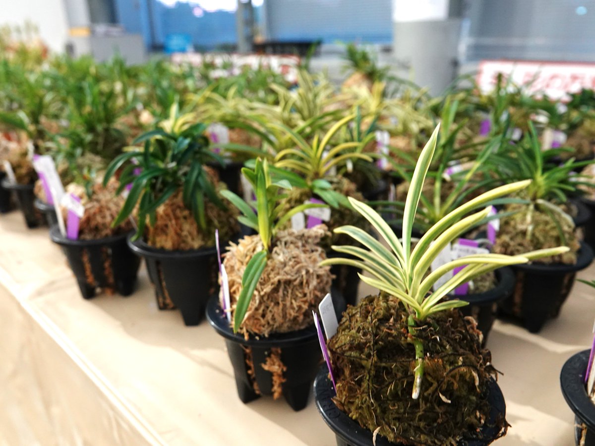 明日から「#富貴蘭美術品大会」がスタート！近畿風貴蘭会の皆さまが