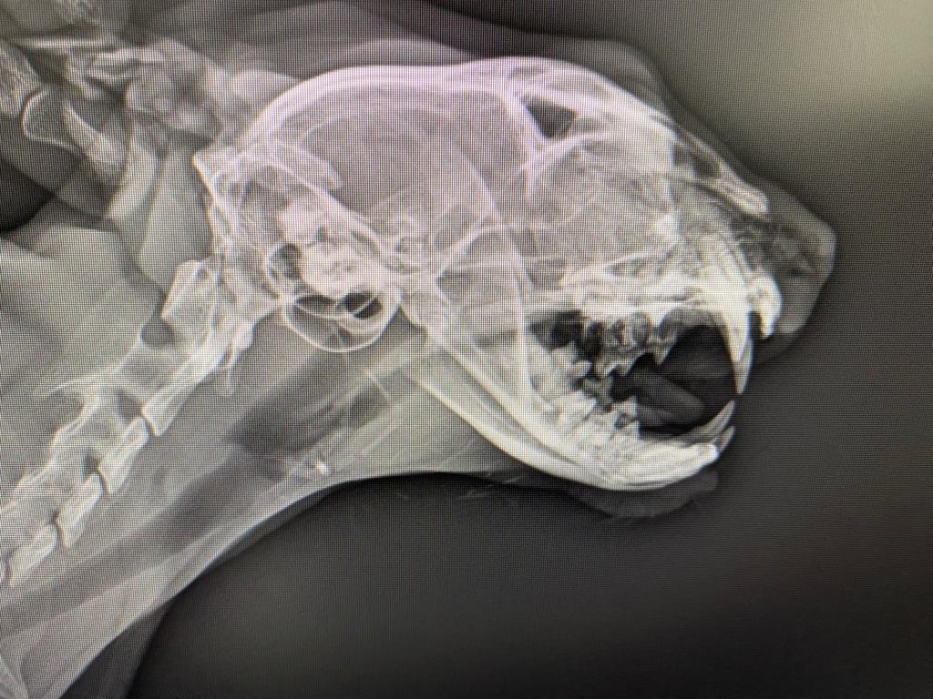 zelisinpatileri's tweet photo. Bu kedi suratına çok pis tekme yemiş çenesi kırılmış. Yemek yiyemiyor. Ameliyat olması için gerekli para da yok. O yüzden yapacak birşey de yok. https://t.co/IASMQR1qQs