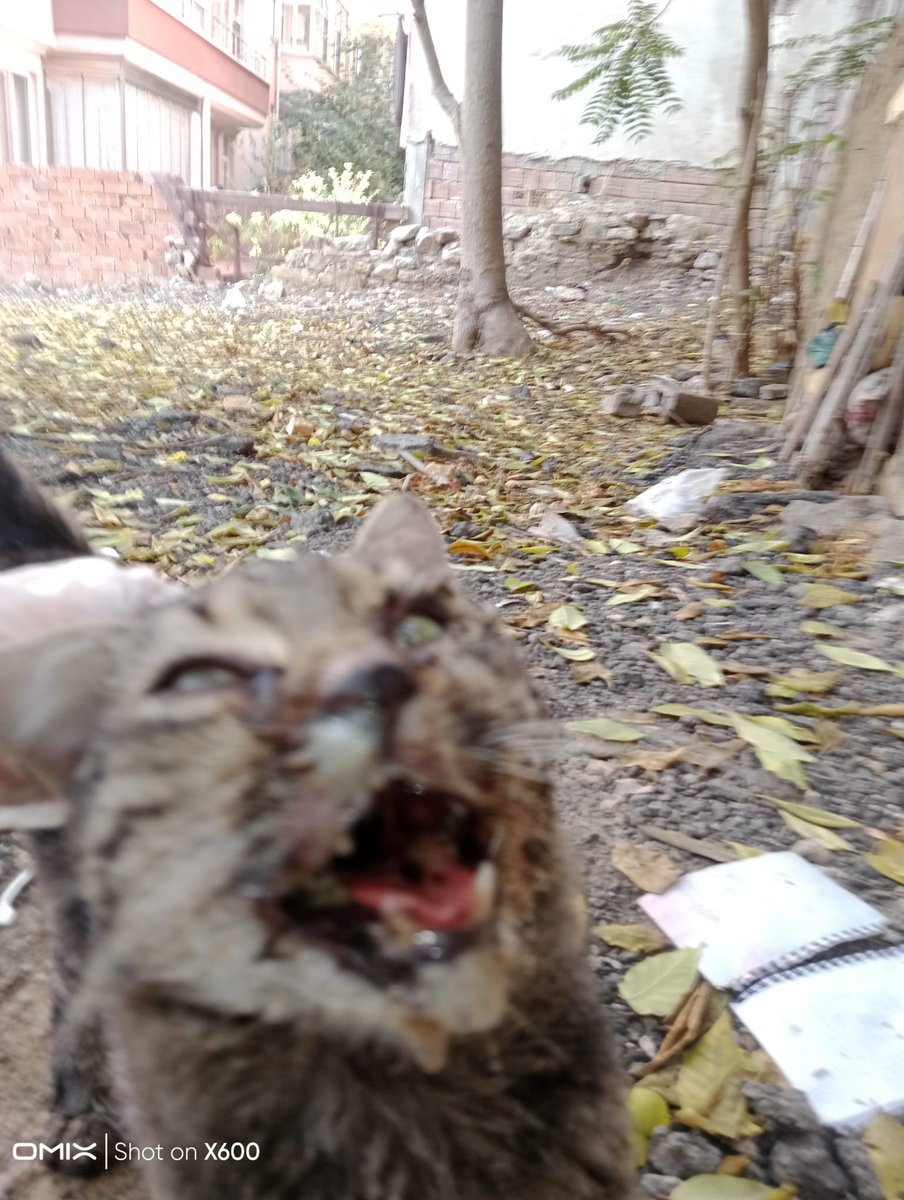 zelisinpatileri's tweet photo. Bu kedi suratına çok pis tekme yemiş çenesi kırılmış. Yemek yiyemiyor. Ameliyat olması için gerekli para da yok. O yüzden yapacak birşey de yok. https://t.co/IASMQR1qQs