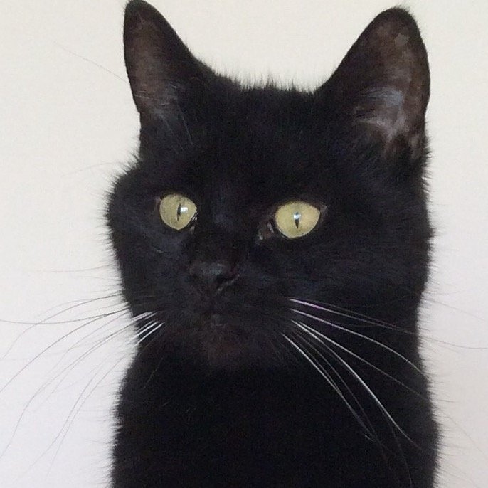 LisaCla29002177's tweet photo. @BagginsSuperCat The best day! Happy #Blackcatday love #AngelJess https://t.co/PwtmNgsf2z