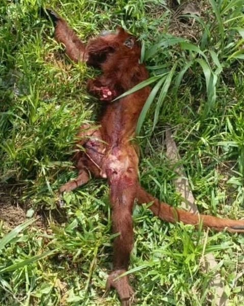 manosdlsangeles's tweet photo. Estimado Fiscal General @tarekwilliamsaabh por acá dejamos este caso se asesinato animal 🦍 que debe de ser castigado y sancionado con todo el peso de la ley

Un nuevo Teniente de la Guardia Nacional (GNB) mato con 5 disparos a un mono en el Comando de El Vigía,edo Merida. https://t.co/8fFyoy0A38