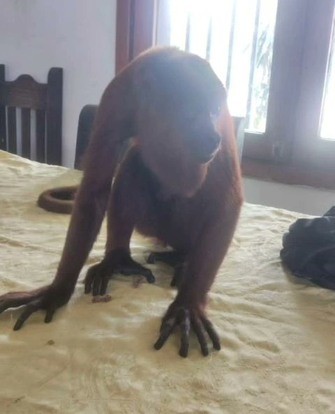 manosdlsangeles's tweet photo. Estimado Fiscal General @tarekwilliamsaabh por acá dejamos este caso se asesinato animal 🦍 que debe de ser castigado y sancionado con todo el peso de la ley

Un nuevo Teniente de la Guardia Nacional (GNB) mato con 5 disparos a un mono en el Comando de El Vigía,edo Merida. https://t.co/8fFyoy0A38