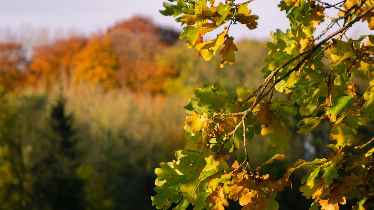 Zin om te ontspannen in de natuur? Van 10/11 t.e.m. 12/11 organiseert <a href="/BOS_plus/">BOS+</a> zijn Bosbadweekend. Dit jaar wordt de nadruk gelegd op de helende kracht van het bos op onze gezondheid. Interesse? Hier vind je meer info over dit origineel weekendje! 👉 bosplus.be/aanbod/bosbadw…
