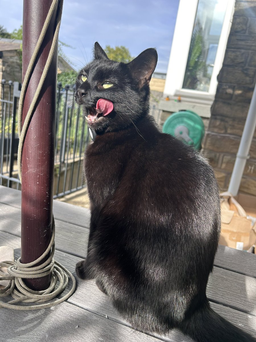 ellessiahh's tweet photo. My child  #NationalBlackCatDay https://t.co/5vklqALafr