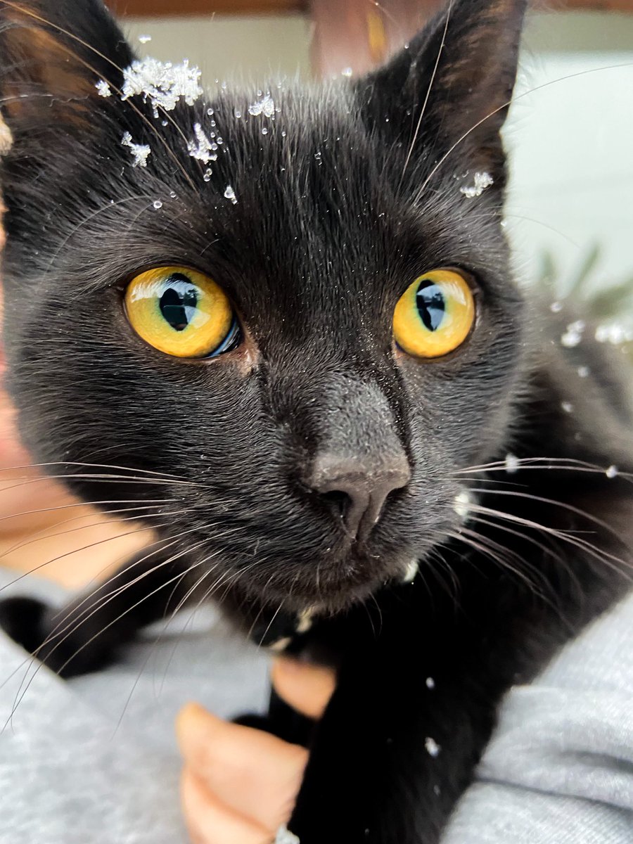 ellessiahh's tweet photo. My child  #NationalBlackCatDay https://t.co/5vklqALafr