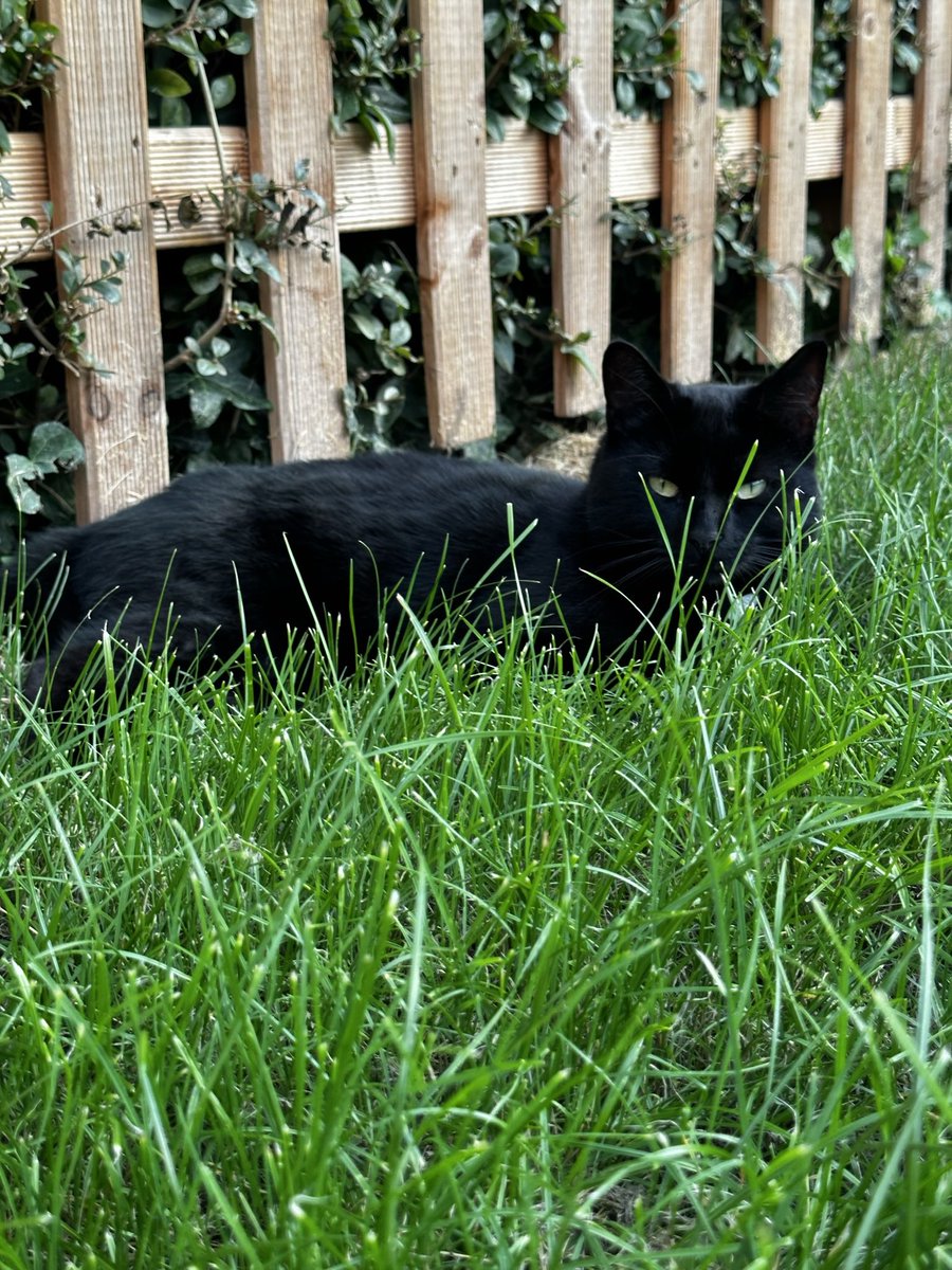 ellessiahh's tweet photo. My child  #NationalBlackCatDay https://t.co/5vklqALafr