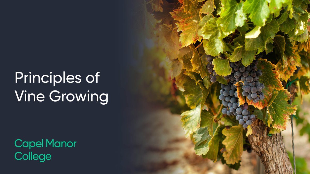 Interested in learning the art of vine growing? Whether you want to work in a vineyard or simply have a keen interest in the world of wine, our five-week course could be perfect for you. Apply now to start studying from 15 November at our Enfield Campus: hubs.ly/Q025C5xN0