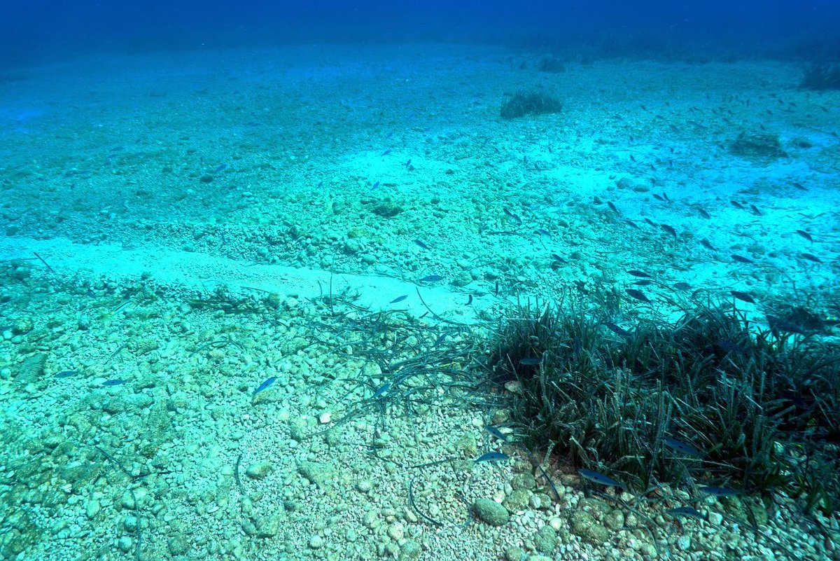 arathrim's tweet photo. Karaada - Bodrum

Herhangi bir koy, herhangi bir gün.

Orta boy 15-20 metrelik bir turizm amaçlı teknenin müşterilerini temiz bir koya ulaştırmak için çapalamasının bedeli.

Çapa atılırken zemine tutturma amaçlı sürüklenmeler ve çapa toplanırken zemini kazıma faaliyeti deniz  ++ https://t.co/A9AGZ5y1o9