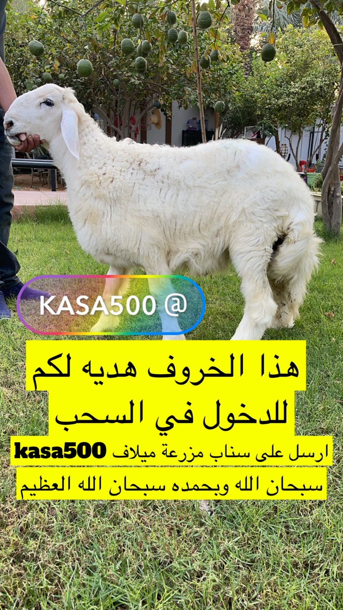 kasa_500's tweet photo. #شاليه #شالية #عرض #عروض #ميلاف #شاليهات #استراحه  #مزرعه #مزرعة   #عيد #حفل #اجازه
#الرياض #مسابقات #للايجار #تصويري #منتزهات #مخيم #كشتات #اشجار #زينه #حيوانات #طيور  #تاجير #نخل #جلسات #شوي #مطاعم #حفل https://t.co/2mPrQrVS3d