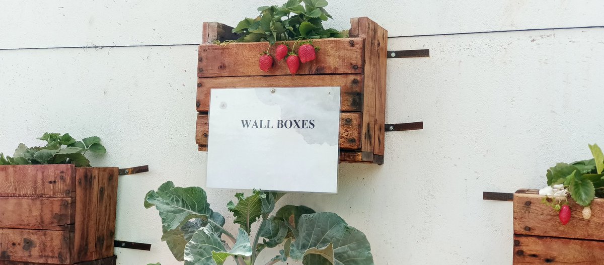 city_shamba's tweet photo. Kama hauna land we tafuta wall tukuwekee shamba.
#growyourown
#foodsecurity
#urbanAgriculture
#verticalfarming https://t.co/dw10G0ZAdN