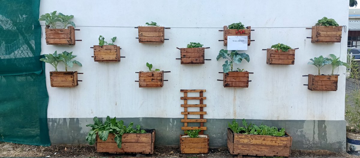 city_shamba's tweet photo. Kama hauna land we tafuta wall tukuwekee shamba.
#growyourown
#foodsecurity
#urbanAgriculture
#verticalfarming https://t.co/dw10G0ZAdN