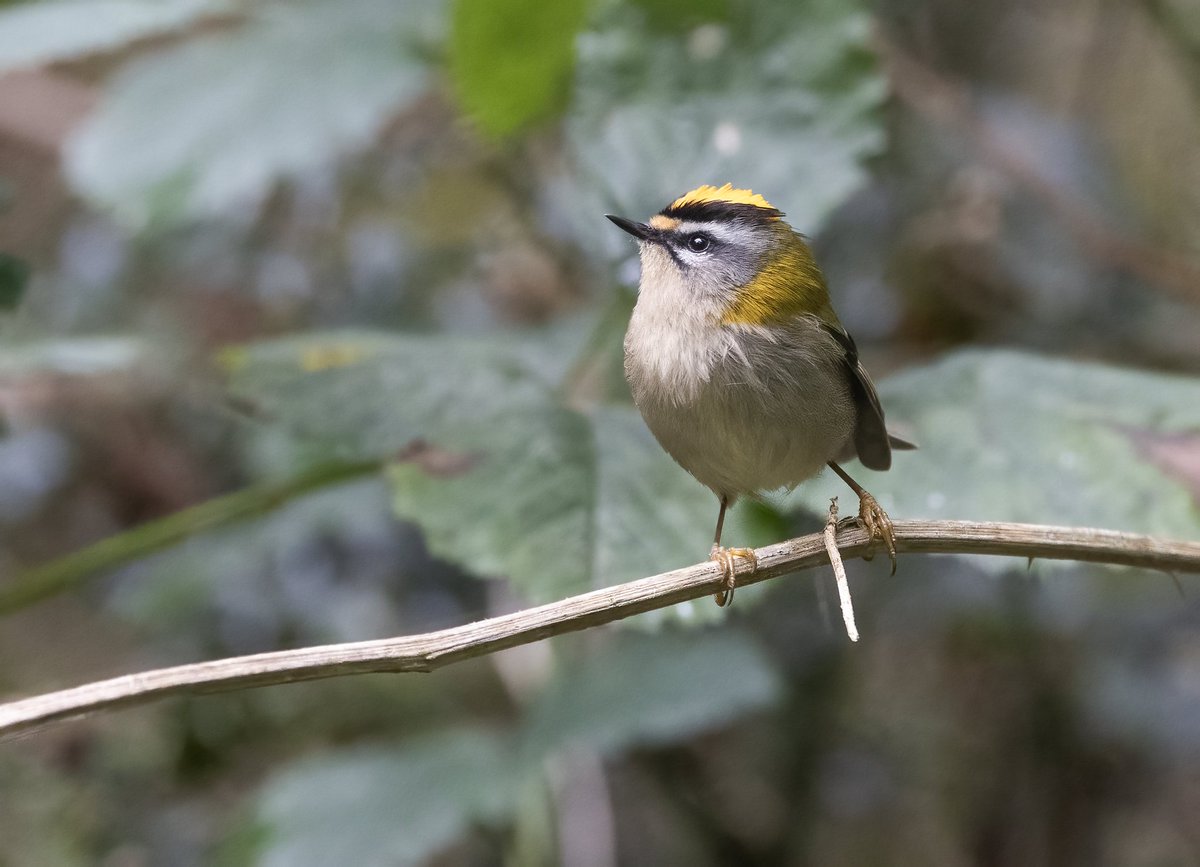 janploeger66's tweet photo. Vogeltrek zien in of vanuit je eigen achtertuin is toch wel het mooiste! Bijna ieder jaar even genieten van een vuurgoudhaan. #birdmigration #vogeltrek @vogelnieuws @grauwekiek @RJvdLeij @VroegeVogels https://t.co/ooa1ApqgFM