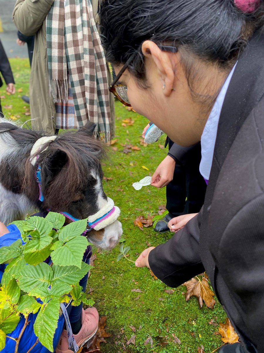 HalifaxAcademy_'s tweet photo. Today our Accelerator students got the opportunity to meet and groom Ginny, a beautiful miniature Shetland pony! Thanks to Miss Cullinane for bringing her in. π΄ #equinefun #lastdayoftermfun #therapyanimals #studentwellbeing https://t.co/yzEtWbKIgT
