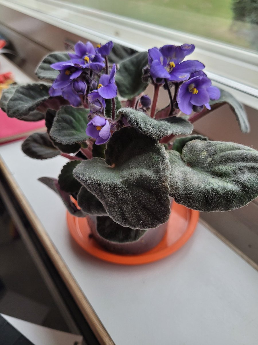 PedroPabloSimo2's tweet image. 