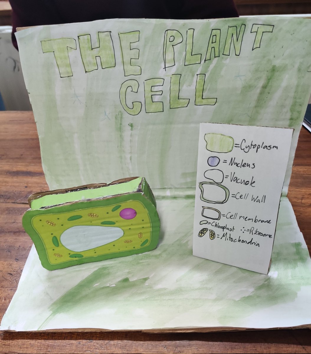 LittleMissB7's tweet photo. This week's #scoildarashinealight goes to Ms Holton, whose first year science class made these excellent cell models @scoildara #jct #science #jctscience #1styear #Wellbeing #teachingideas https://t.co/fI7p0TcSJb