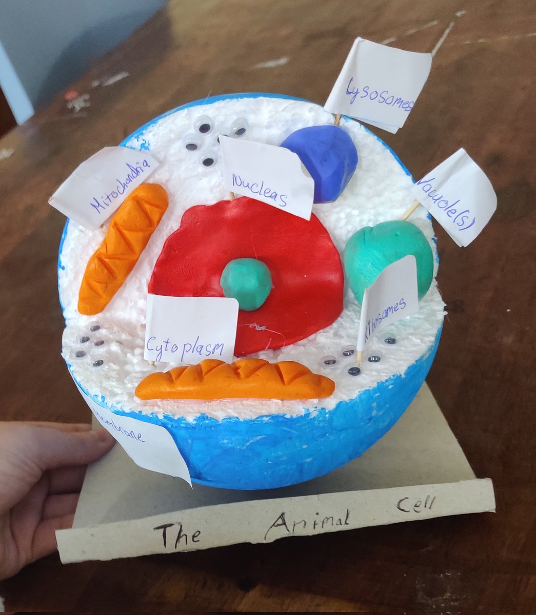 LittleMissB7's tweet photo. This week's #scoildarashinealight goes to Ms Holton, whose first year science class made these excellent cell models @scoildara #jct #science #jctscience #1styear #Wellbeing #teachingideas https://t.co/fI7p0TcSJb