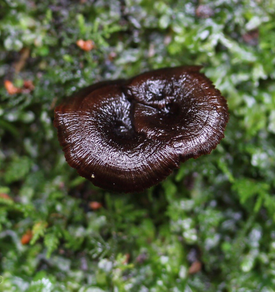 GabbyDean129686's tweet photo. Question for #mycologists and others who know a lot about #fungi. What #evolutionary or #survival advantages do colours confer? Sorry for such a basic #question. Always curious about everything. #wonder #nature #photography https://t.co/TRT6d2CvUk