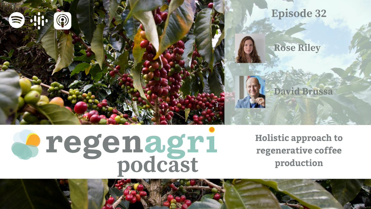 New #regenagri #podcast! Featuring David Brussa, director of total quality &amp; sustainability <a href="/illycaffe/">illycaffè</a>–the first #coffee brand to achieve <a href="/regenagri_org/">regenagri</a> #certification ☕ Find out how illycaffè has brought its supply chain together on its #regenag journey spotifyanchor-web.app.link/e/ZtmpOiFHeEb