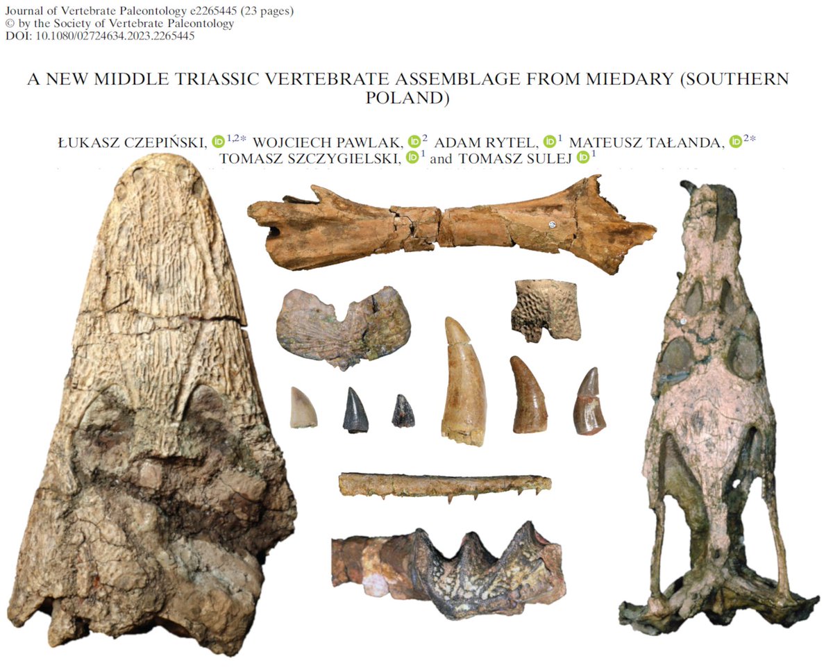 LCzepinski's tweet photo. Czepiński, Ł., Pawlak, W., Rytel, A., Tałanda, M., Szczygielski, T. &amp; Sulej, T., 2023. A new Middle Triassic vertebrate assemblage from Miedary (southern Poland). Journal of Vertebrate Paleontology. https://t.co/LD3a9uoTwd #paleontology #triassic #archosaurs #temnospondyls https://t.co/6SKmgnjKhY