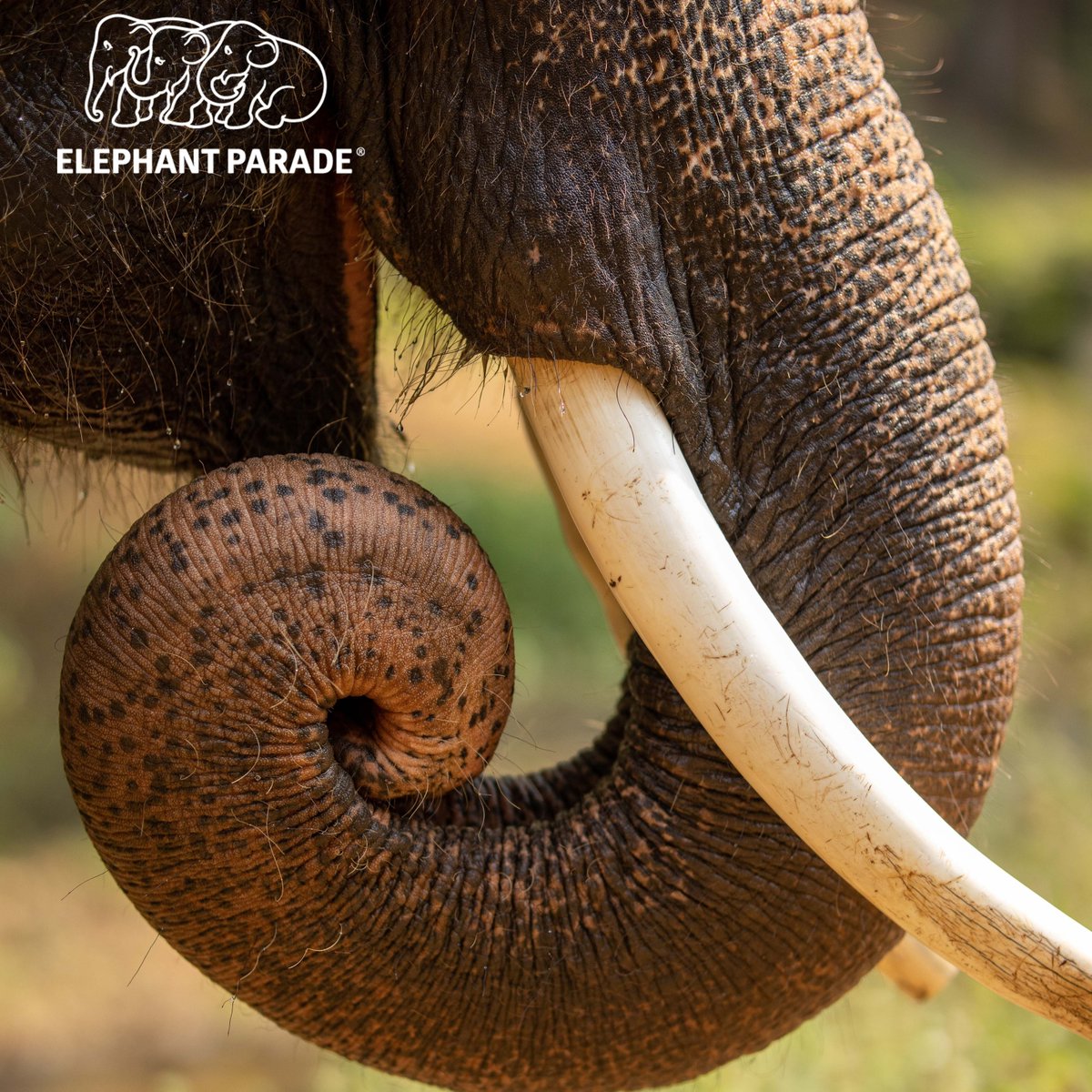elephant_parade's tweet photo. Did you know...An elephant's trunk has up to 40,000 muscles!
📷️ Jacek Janiczak.
#funfactsfriday
#elephantparadefan #funfactelephant #elephantfunfacts #facts #elephantparade #elephants #elephant #saveelephants #elephantlove #elephantconservation #exhibition #art https://t.co/6DlRnhuf9V