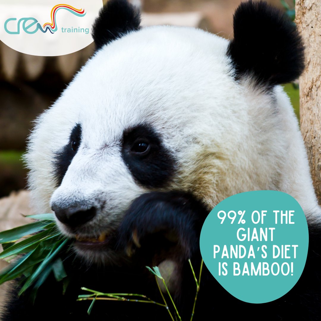 CREW_Training's tweet photo. 🐼 Protecting Our Precious Pandas: Understanding Their Challenges 🐼

🚨 Threats Faced by Giant Pandas 🚨

#SaveThePandas #PandaConservation #EndangeredSpecies https://t.co/Xt9YBO9wWP