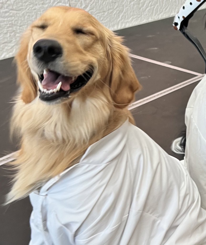 bunsenbernerbmd's tweet photo. 📣 BREAKING NEWS!📣
DOGS ARE STILL GOOD https://t.co/woNisB0IUm