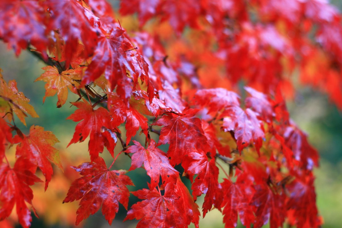 Only three days to go to witness our spectacular Autumn colours before the gardens close for the season. Wander through our 70 acres and marvel at the breathtaking Maple Grove in all its glory! So hurry along this weekend and take advantage of our end of season tree sale.