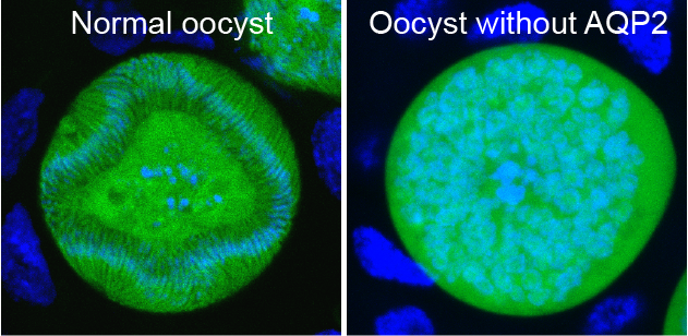 Congratulations to the @imperialcollege VigiLab team on this exciting @PNASNews paper identifying a promising malaria transmission blocking target! bit.ly/3rYBLti