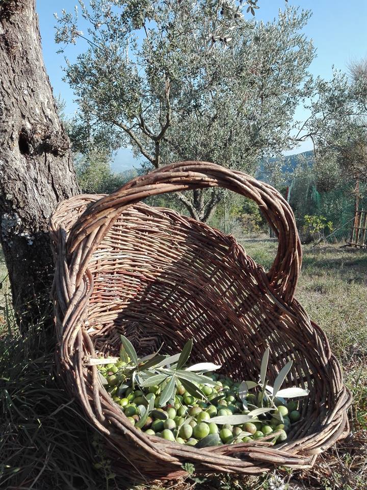 feelflorenceoff's tweet photo. Si tiene oggi la #CamminatatragliOlivi di #CittàdellOlio, per scoprire l'#oliodioliva. Passeggiate e degustazioni a Reggello, Fiesole, Greve in Chianti, Barberino Tavarnelle, San Casciano Val di Pesa e Castellina in Chianti.
@VisitTuscanyITA @visitchianti https://t.co/MABperoupi