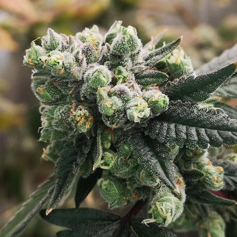 CannabisSeed_Co's tweet photo. Bananaz Feminized Seeds by Old School Genetics.

Introducing Bananaz by Old School Genetics – an exquisite hybrid resulting from a unique combination of genetics. 

This strain brings together a distinctive UK selection of the OZ Kush from Dying Breed Seeds and the Banana Ripple pollinator, thoughtfully chosen by Oldman Green for the Banana Ripple project. 

The outcome is a delightful Bananaz progeny boasting a sweet and savory grapefruit aroma, rooted in the Zkittlez strain, along with deep, pungent gas notes inherited from the OG Eddy Lepp in its lineage.

The Banana Ripple pollinator expresses an acidic and creamy profile that seamlessly complements the Zkittlez and gas profile from the OZ Kush side of the lineage. 

As a result, Bananaz consistently emanates a tropical and mouth-watering aroma, coupled with heavy resin production, making it an excellent choice for various extraction methodologies.

Bananaz is an Indica-dominant cultivar, with 70% Indica and 30% Sativa genetics, delivering a well-balanced experience. It typically reaches the end of its flowering phase around 60 days or 8.5 weeks. During its growth, the plant exhibits a stretch factor of 3x, enhancing its overall appeal.

Prepare to be captivated by the unique flavors and potent effects of Bananaz by Old School Genetics. With its high-yielding potential and alluring terpene profile.

Breeder: Old School Genetics Pack Size: 6 Seeds Per Pack Flowering Time: 8.5 weeks Genetics: OZK (UK Cut) x Banana Ripple #17 (reversal) Yield: Medium Seed Type Female