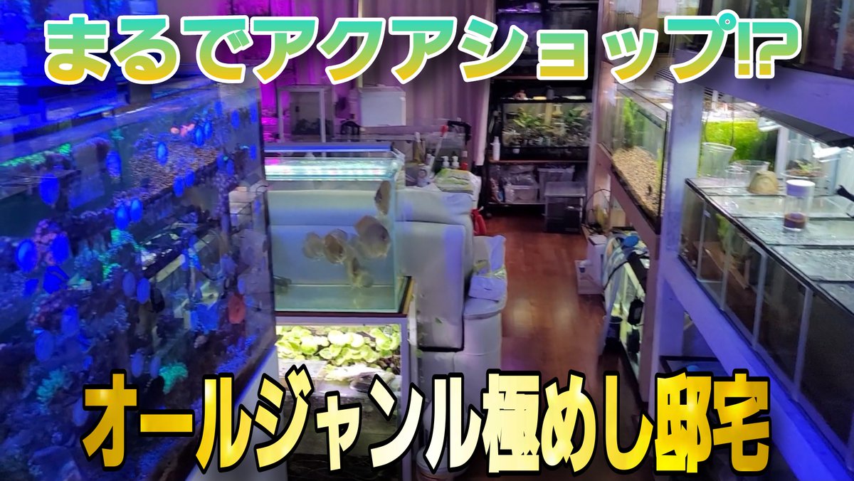 こんばんは‼️
今回はペットショップかな⁉️と思うくらいありとあらゆる種類の水槽を管理しているTttさんのお宅訪問動画です✨凄すぎるので是非見て下さい😆
そして、昨日ビバさんの動画を見た人は本家の『うわぁ～⤴️⤴️⤴️』を聞いて下さい笑
youtu.be/JI8kl9zO6-g