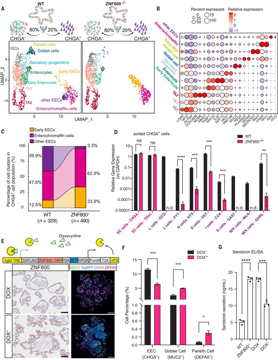 'Unbiased transcription factor CRISPR screen identifies ZNF800 as master repressor of enteroendocrine differentiation' science.org/doi/full/10.11…