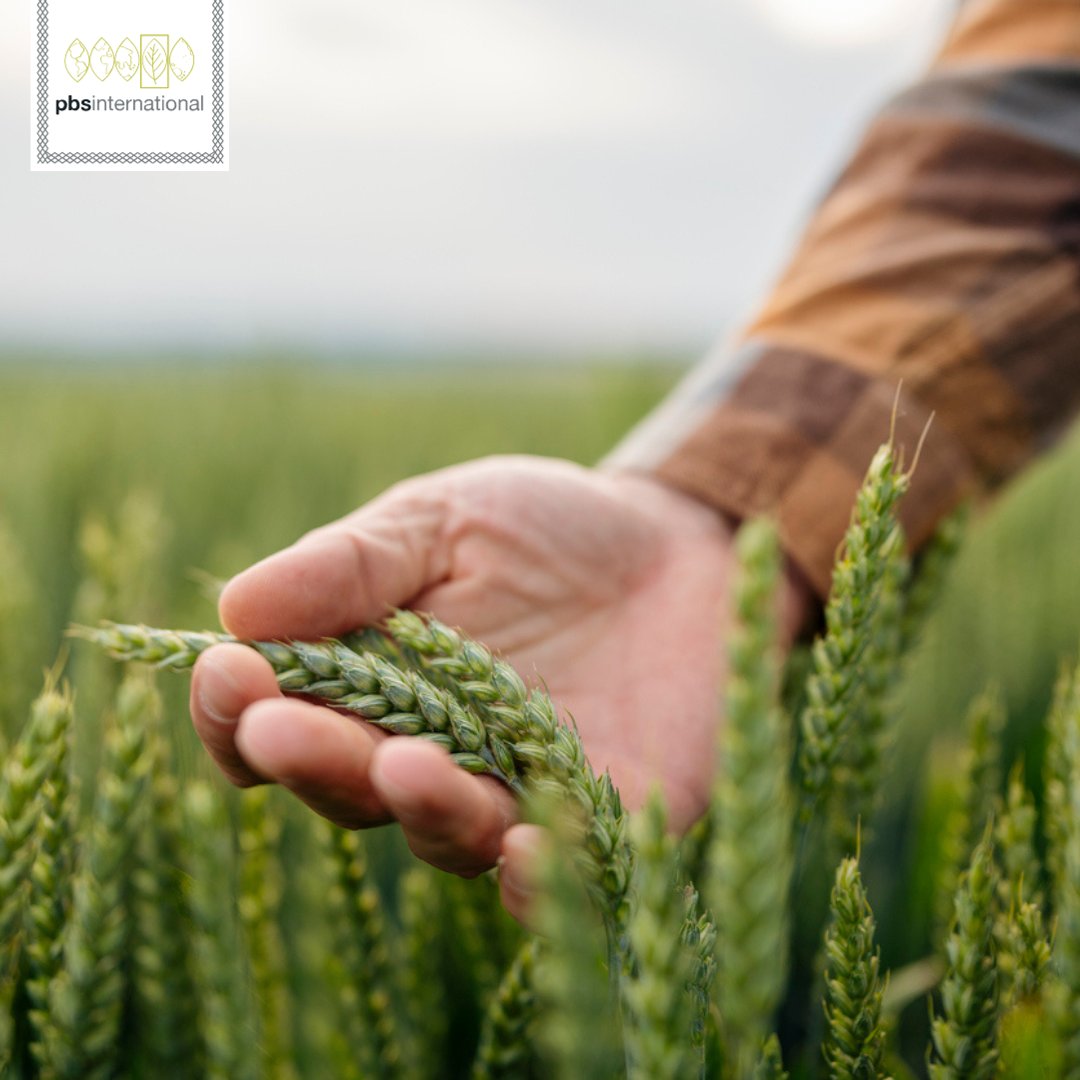 PBS International (@pbsint) on Twitter photo Tackle your challenges head-on Wheat breeders 💪 🌾👇
🌾 Maintain sterility
🌾 Prevent unwanted pollination
🌾 Regulate temperature & humidity
🌾 Preventing overheating
🌾 Minimise disease risks during the breeding process
Talk with us today enquiries@pbsinternational.com 📩 Tackle your challenges head-on Wheat breeders 💪 🌾👇
🌾 Maintain sterility
🌾 Prevent unwanted pollination
🌾 Regulate temperature & humidity
🌾 Preventing overheating
🌾 Minimise disease risks during the breeding process
Talk with us today enquiries@pbsinternational.com 📩