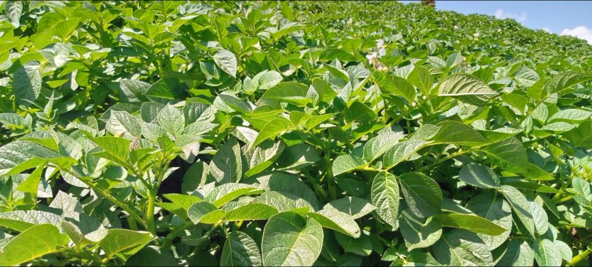 We're expressing gratitude to <a href="/AgriterraRwanda/">Agriterra Rwanda</a> for the time we've been working together in implementation of #SDGP Project with other cooperatives. We acknowledge your endless support to improve #potato seed production through this project, it's really made a remarkable  impact.