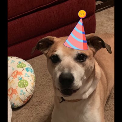 bayouthedog's tweet photo. Gotta get ready for today. Just you wait Mike. #NewProfilePic #WOOOOOF https://t.co/tP9ZncJaO7