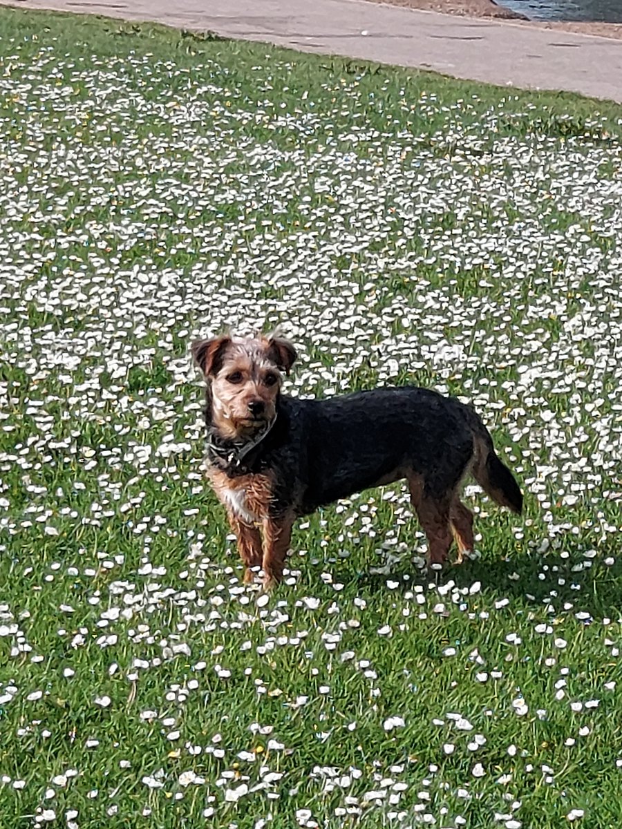 Bryanandco1's tweet photo. @Harry20211959 Our beautiful rescue dog - Poppy.  Could not love her more.  #dogstrust https://t.co/PXoXchB6qN