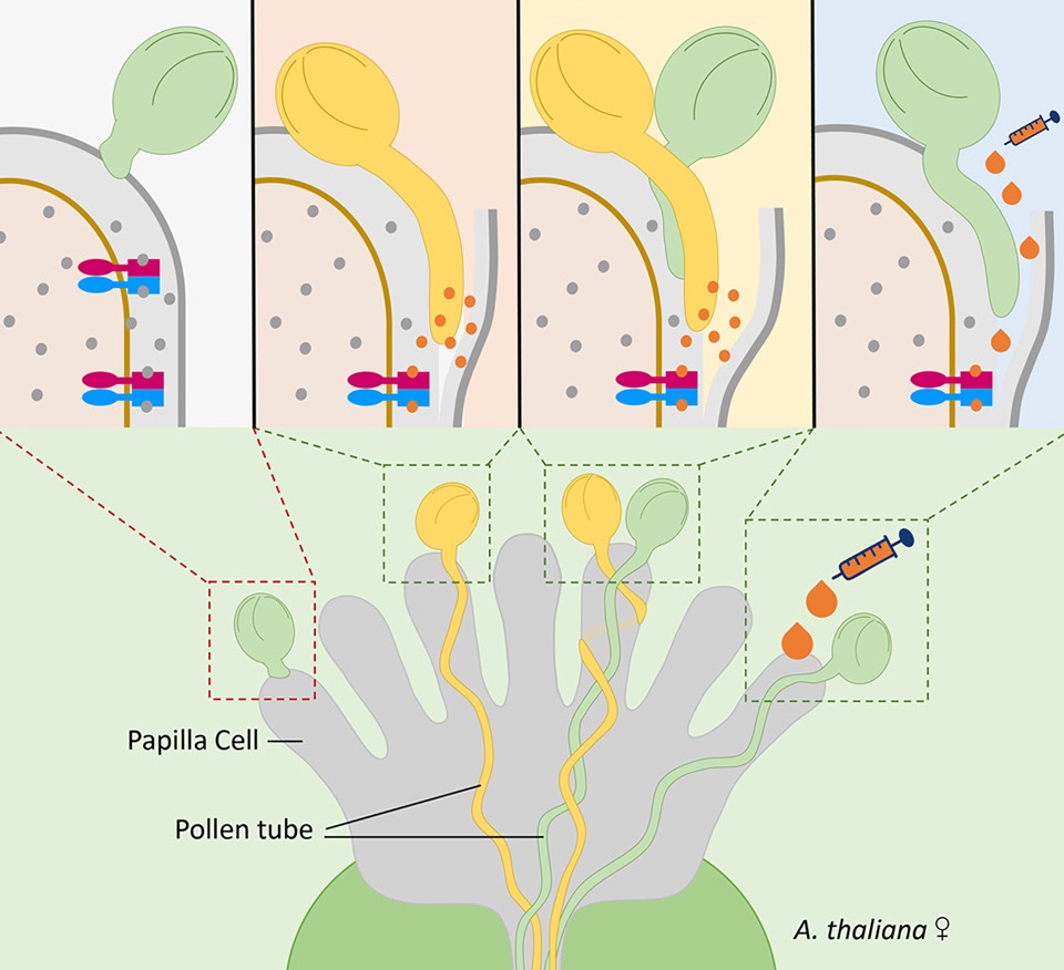 At least 18 of the 37 RALF genes of Arabidopsis possess pollen (tube)-associated function. Now in print a report from the Qu lab how antagonistic RALFs mediate pollen penetration in stigmatic cells. A topic for the next journal club😊! cell.com/cell/fulltext/…