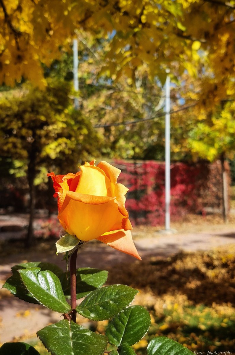 fisunphotograp1's tweet photo. #photo #NaturePhotograhpy #NatureBeauty #autumn #autumncolors #foto #photography #fridaymood #sunnyday #yellowrose
 🍂 https://t.co/oAg21rkMzo