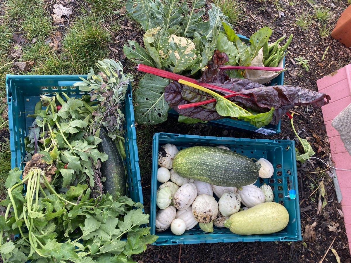Here's the fantastic haul donated from <a href="/RootsAllotments/">Roots Allotments</a> Tuckers Meadow allotmenteers collected by <a href="/MercyInActionUK/">Mercy in Action</a> Action Pantry on the 16th October! 🙌 🥬