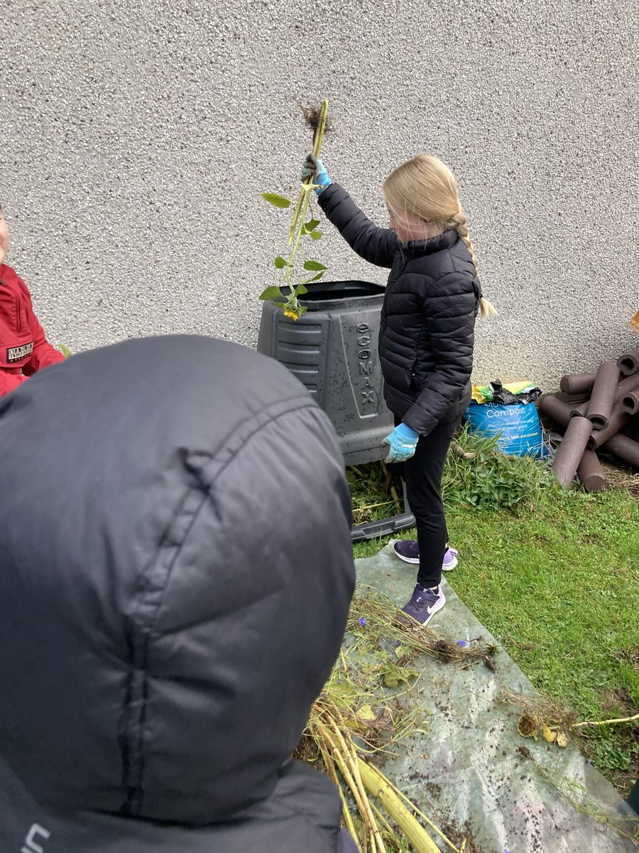 carmondean_ps's tweet photo. Fantastic work from some P6 gardeners today! They were busy weeding and clearing the large raised bed at the front of the school. We filled an entire compost bin with garden waste and have kept the sunflower seeds  for  next  year! @CarmondeanEco https://t.co/sjGa5vDS95